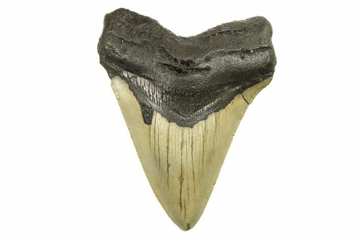 Serrated, Fossil Megalodon Tooth - North Carolina #298963